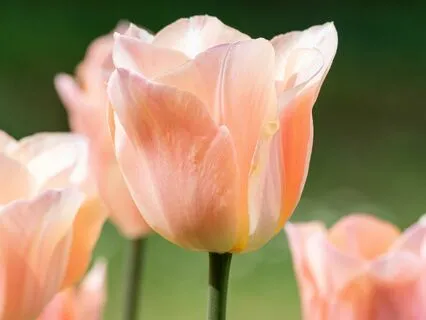 VÅRKÄNSLA- Yoga Nidra för att göra plats för nya möjligheter