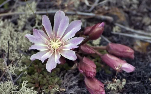 Vulnerability Of Others