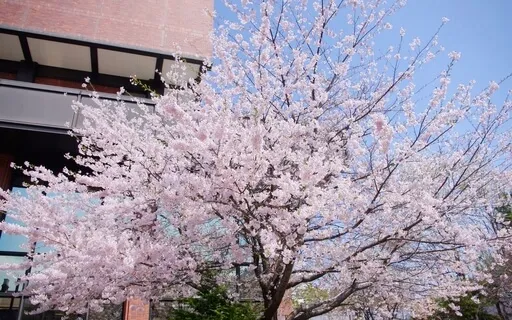 Wabi Sabi - Embracing Imperfection