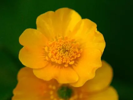 Wake Up My Little Buttercup