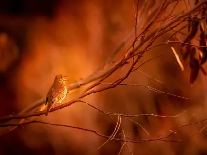 Wake Up Peacefully With Healing Harp And Birdsong