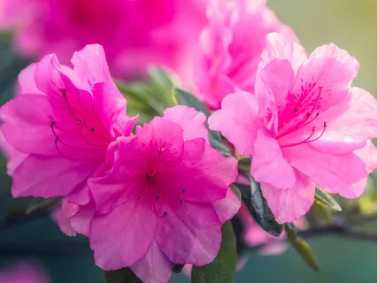 Wake Up Relaxing Music (Welcome To A New Day)