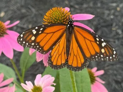 Wake Up Slowly - Morning Meditation