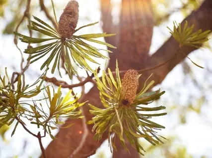 Australian Bush | A Morning At Blackwood River