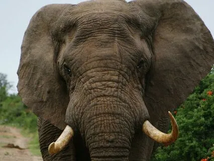 Wake Up Your Elephant Energy