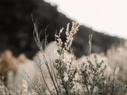 Wake Up Your Light | A Grounding Meditation