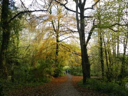 Waking Up In The Forest