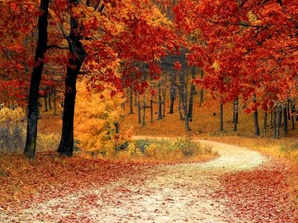 Waldspaziergang: Ein neuer Tag im Wald