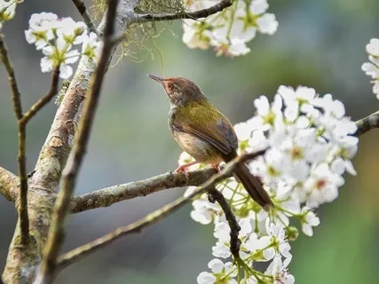 Waldvögel / Birdsong