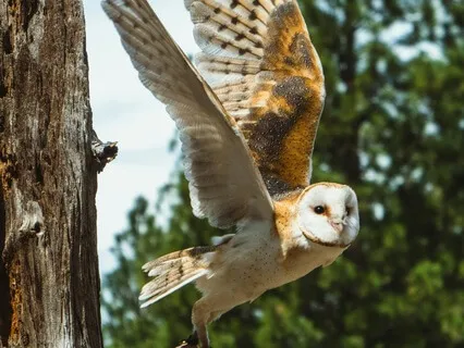Forest Walk And Bath Visualization For Deep Relaxation