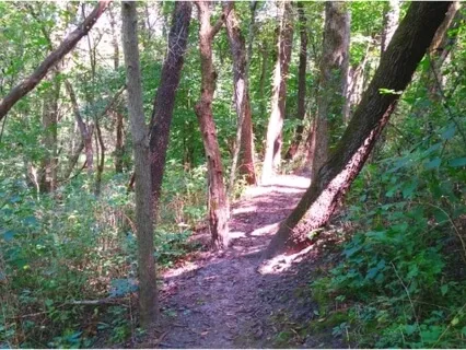 Walk & Wonder in the Woods