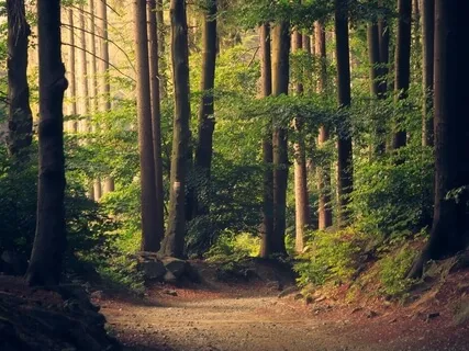 Walk In The Forest Guided Meditation