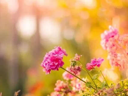 Walk Into Joy: A Summer Garden Visualization