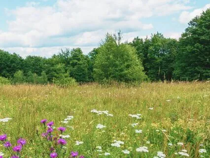 Walk Slowly Through a Meadow