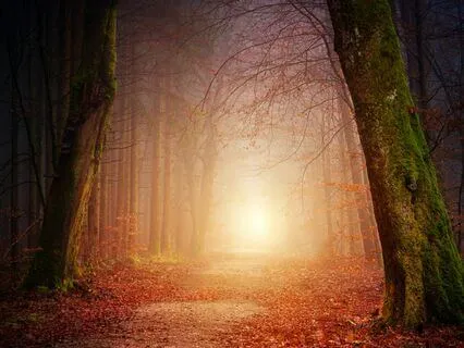 Walk Through A Forest Visualisation