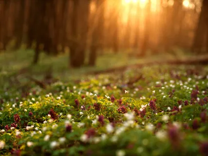 Walk Through The Vernal Woods