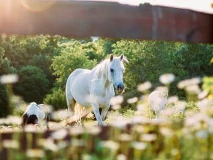 Walk With Me: Meeting Colt Pixies In Ancient Forests