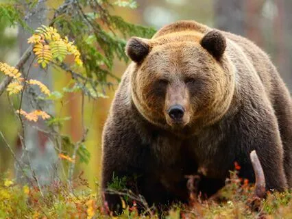 Walk With The Bear - Children's Creative Visualization