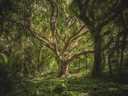 Walk With The Dreamers