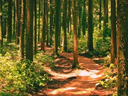 Walk With The Earth: A Forest Bathing Meditation