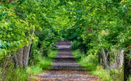 Walk With Your Spirit Animal