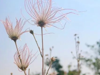Walking As Relationship