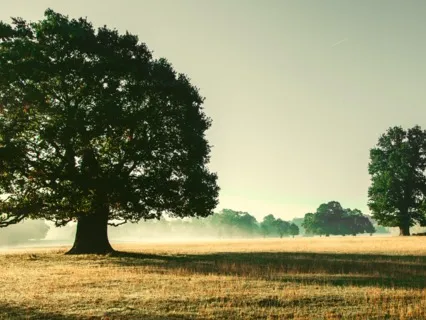 Walking Beneath The Oaks