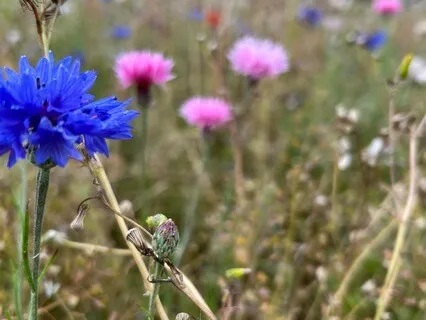 Walking Honestly Through A Shifting World - August 24