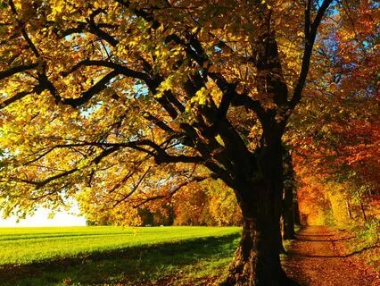 Walking In The Meadow (Cello And Piano)