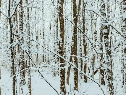 Walking In The Winter Woods - 14 Minutes