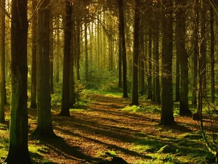 Walking In The Woods ( Piano) 