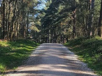 Walking Into Gratitude 