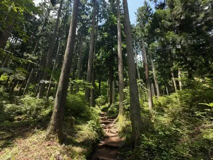 Walking Mediation Through The Forest In Japan