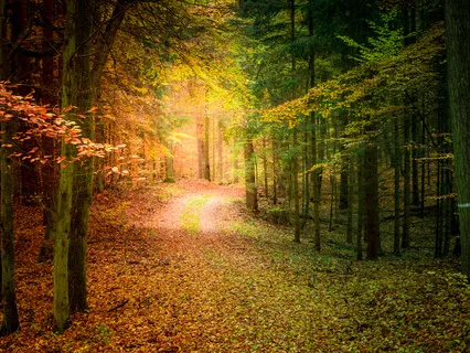 Walking Meditation To Reconnect With Your Purpose