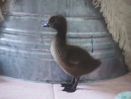 Slow Walking Insight