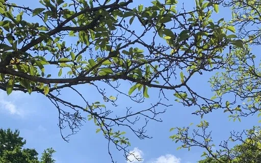 Walking Meditation - Awareness