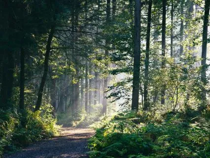 Walking Meditation: Breath & Movement For Energy & Calm