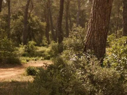 Walking Meditation For Gratitude & Mindfulness