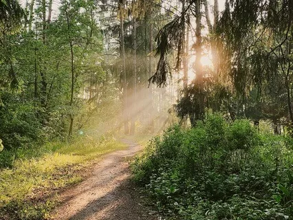 Walking Meditation For Grounding In Nature