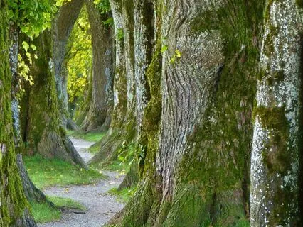 Walking Meditation For Mindfulness