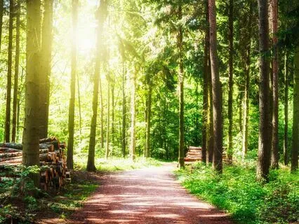 Walking Meditation Journey