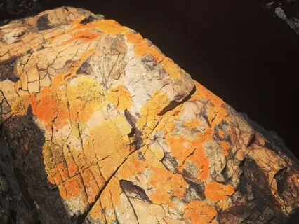 Walking Meditation: Sense Doors