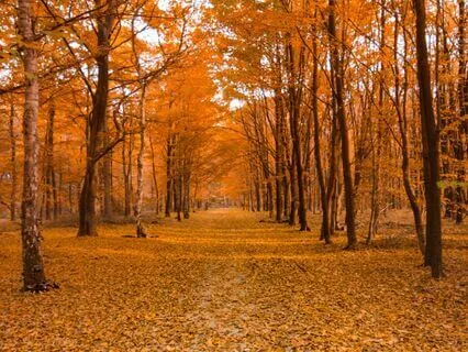 Walking On Carpets Of Gold