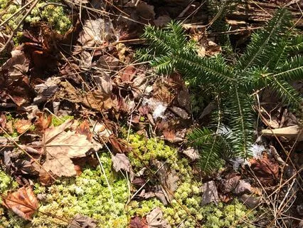 Walking The Forest Floor