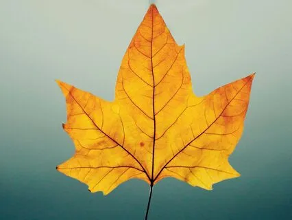 Walking The Landscape Of Being - October 11