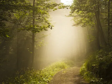 Walking Through A Forest