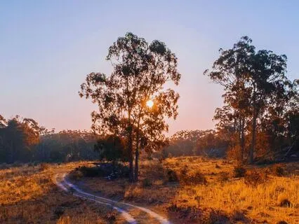 Walking Through The Australian Bush - A Sleep Story