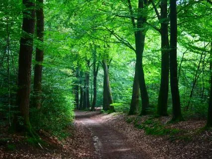 Walking Through The Forest - The Most Relaxing Meditation