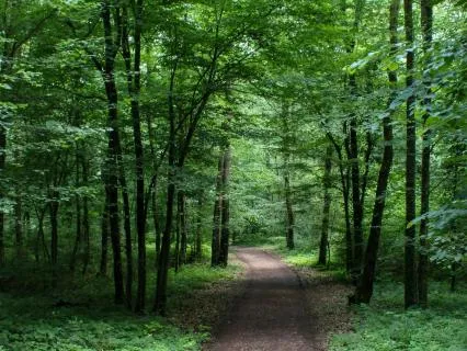 Walking Through The Jungle - Far Away From Here