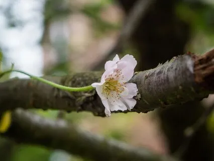 Walking With Grief And Finding Peace - Jizo